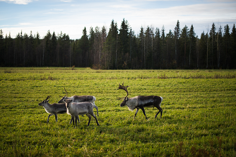 Renar, Soukolojärvi